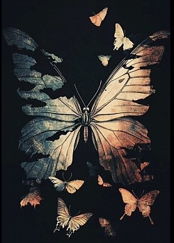 Torn Butterfly