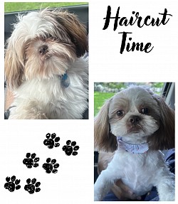 Dog Haircut